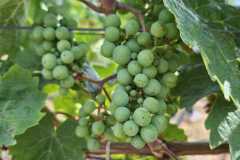 IMG-20250712-WA0041