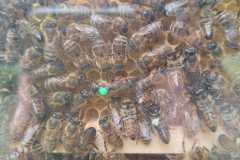 IMG-20240706-WA0005