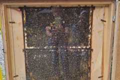 IMG-20240706-WA0006